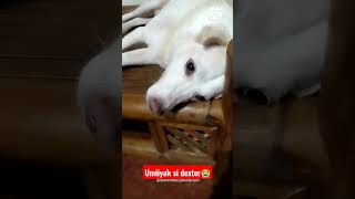 Dog Crying😭