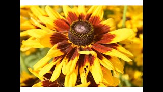 Rudbeckia