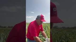 What to scout for in sorghum