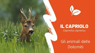 Animail delle Dolomiti - Il capriolo - Capreolus capreolus