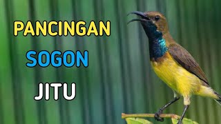 PANCINGAN SOGON JITU, PANCINGAN SOGON PALING JITU BIKIN GACOR