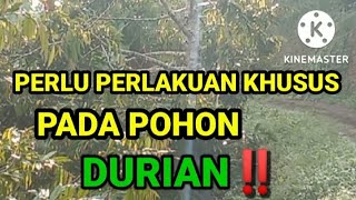 MENGAPLIKASIKAN KAPUR PERTANIAN DAN KOHE KAMBING‼️