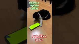 Mafinka a digitálne myšičky #cat #shorts