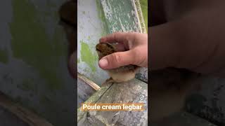 Présentation de poussin : la poule cream legbar