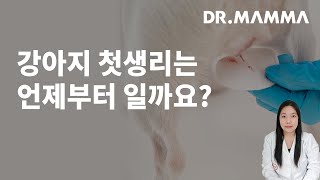 강아지 생리 증상과 케어법이 궁금해요!