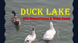 Duck Lake | #duck #lake #animals