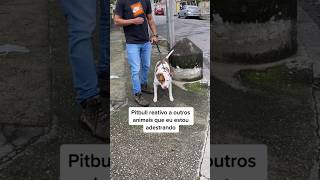 Pitbull reativo que eu estou adestrando. #adestramento #crdog #cachorro #cao #pitbull #shorts