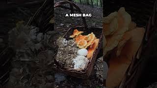 The One Essential Item You Didn t Know You Needed on Your Mushroom Hunt