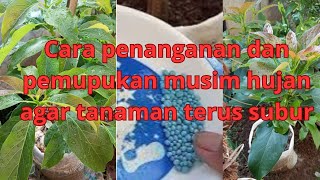 cara penanganan dan pemupukan musim hujan agar tanaman subur terus