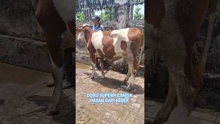 DORO SUPER CANTIK ,pasar sapi kerek #sapi #pasarsapi #sapisuper #sapisimental #simental