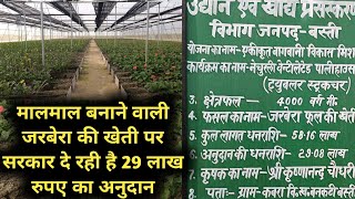 जरबेरा की खेती के लिए सरकार दे रही 29 लाख रुपए का अनुदान Gerbera Cut Flower Cultivation in Polyhouse