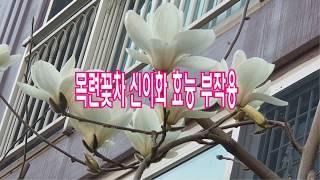 목련꽃차 신이화 효능 부작용 만드는법 먹는법