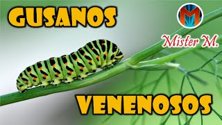 🚨😱 GUSANOS VENENOSOS ​​🦋​🍁​​​