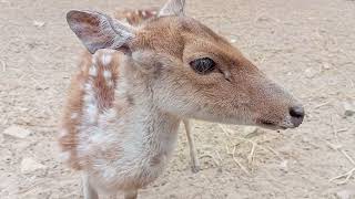 Baby Deer Find Out the Camera by Smells Animal Theater Deer Video