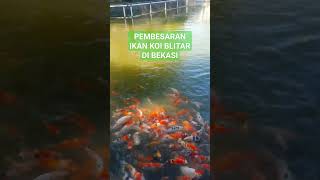 ikan koi #koiblitar #koilokal #koi #koifish