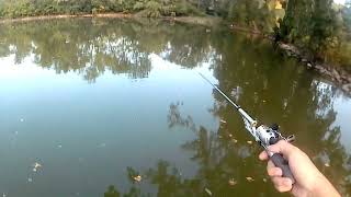 world's smallest pole brings in fish #fishing #fishingvideo #worldssmallest