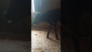 Cutest Voice of Baby Calf😍😍😘😘