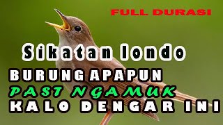 sikatan londo gacor full isian