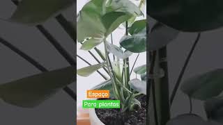 Sua planta sem ficar esparramada #achadinhoshopee #plantas