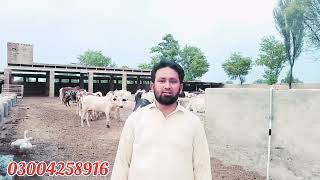 عزیز کیٹل فارم اینڈ پلائی سینٹر حاصل پور Aziz Cattle Farm and Palai Center Hashilpur