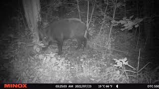 Big and Happy Wild boar Scratching/Mežacūkas kuilis pie darvas koka