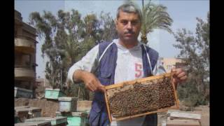 Special Memories with Bees ذكريات مع النحل