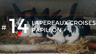 LAPEREAUX CROISES PAPILLON │LFDT #14