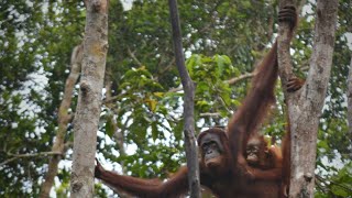 We were suddenly surprised by an orangutan above us