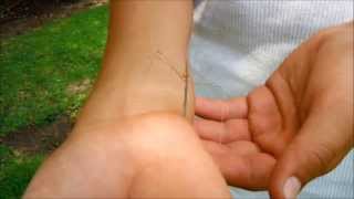 Stick Insect and Praying Mantis