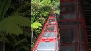 Scenic train rides | Steepest Railway | Sydney Blue Mountains | Scenic world | #youtubeshorts