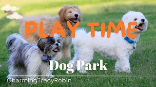 Mid-Week Reset: Spending Time At A Dog Park