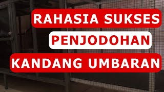 CARA MENJODOHKAN BURUNG MURAI BATU