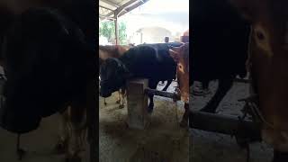 Sapi Super #sapi #pedetjantan #sapijantan #hargasapi