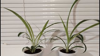 Zelenec (Chlorophytum comosum) - TIMELAPSE - časosběr