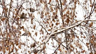 Birkenzeisig, Carduelis flammea