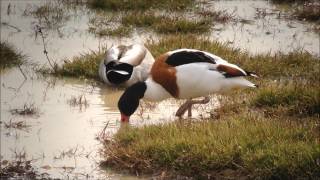 Les oiseaux du Lac du Der _Le Tadorne de Belon