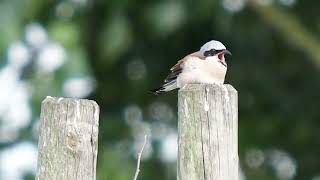 Auch dem Neuntöter kann mal was im  "Hals'e" stecken bleiben. _ #Vogelbeobachtung