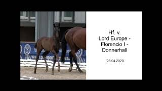 colt by Lord Europe FOR SALE!