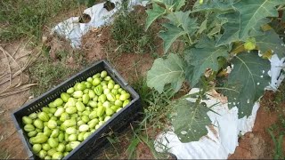 HOJE É  DIA DA COLHEITA DO JILÓ  TERESÓPOLIS