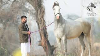 Simran Brar Stud Farm