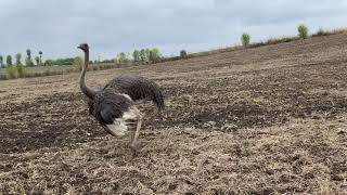 Capture of runaway ostrich