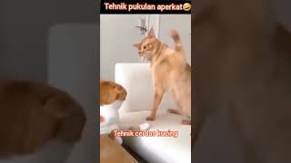 Tehnik2 terlatih# kucing cerdas