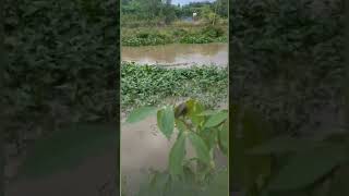 Buaya Lepas dari Bendungan Wai Rarem Lampung