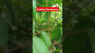 GRAFTED RAMBUTAN