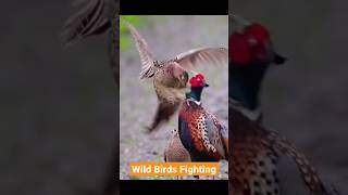 Wild Pheasant Birds Fight