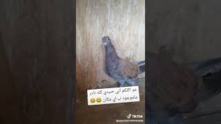 صيد طير نادر