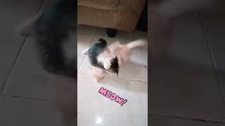 lucu dan menggemaskan #viral #cats #catlover #animals