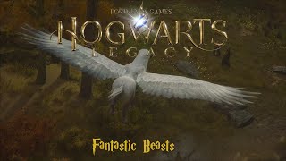 Fantastic Beasts - Hogwarts Legacy Walkthrough Part 9 (PS5 - No Commentary)