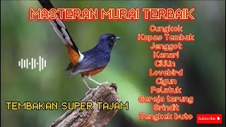 MASTERAN MURAI BATU JAWARA FULL TEMBAKAN RAPAT TAJAM🔥//#masteranburung #muraibatu #sogon