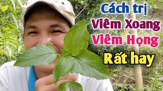 Cách trị Viêm Xoang, Viêm Họng Rất hay. PHAN HẢI Vlog